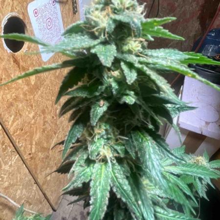 Seedstockers Fruit Cake Test