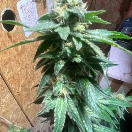 Seedstockers Fruit Cake Test