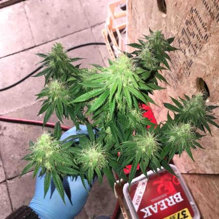 Zamnesia Black Orchid 