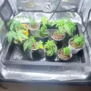 Seeds Mafia Sponsor Growing