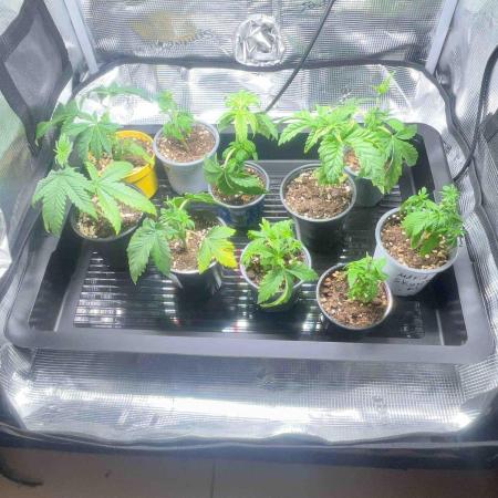 Seeds Mafia Sponsor Growing