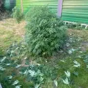 Seedstockers Fruit Cake Test