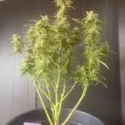 Herbies seeds Grandmommy Purple Sponsoring