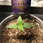 Eternity Grow Cup 2026