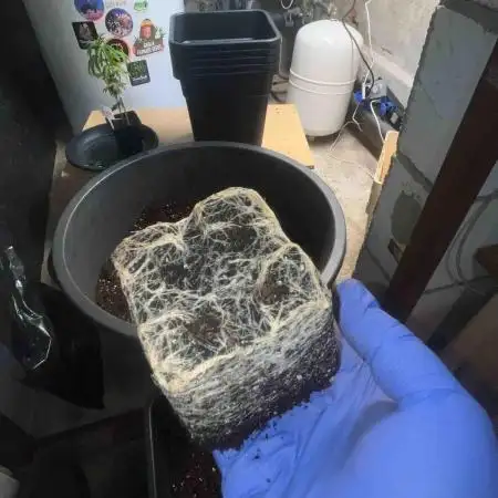 Seedstockers Fruit Cake Test
