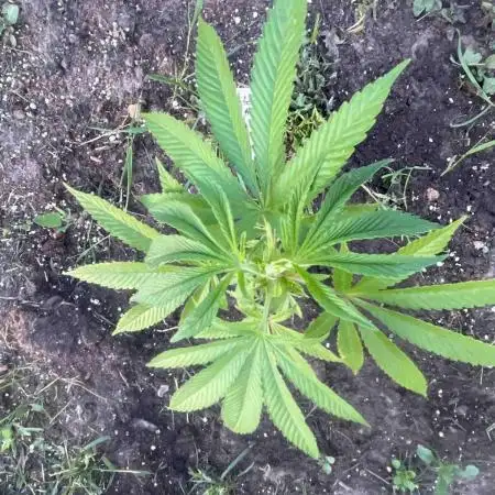 Seedstockers Fruit Cake Test