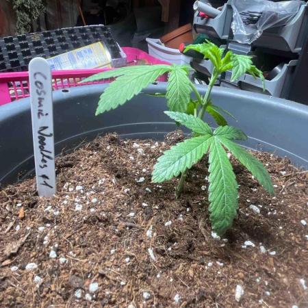 Cosmic Noodles Test Grow