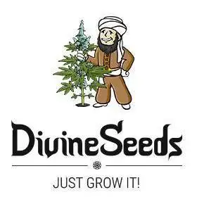 Divine Seeds Contest Auto Moon Rock