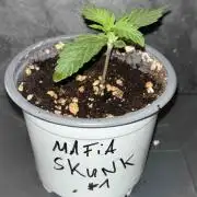 Seeds Mafia Sponsor Growing