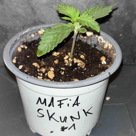 Seeds Mafia Sponsor Growing