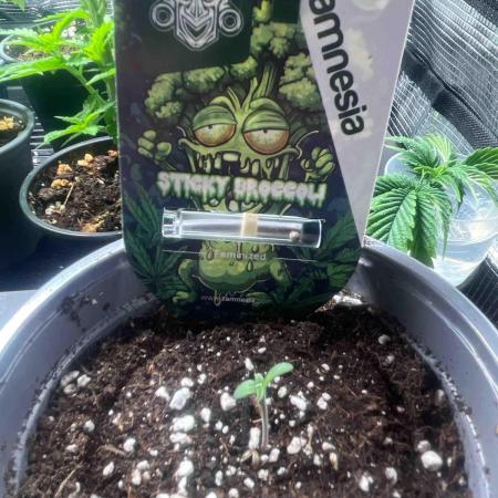 Eternity Grow Cup 2026