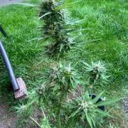 Auto Candy Bubatz Xl Outdoor Grow