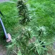 Auto Candy Bubatz Xl Outdoor Grow