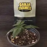 Ganja Farmer Grow Report