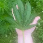 Seedstockers Fruit Cake Test