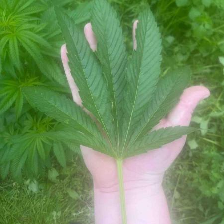 Seedstockers Fruit Cake Test