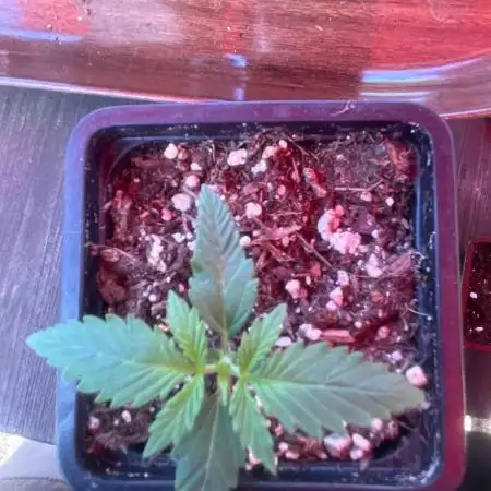 Divine Seeds Contest Auto Moon Rock
