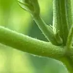 Seedstockers Fruit Cake Test