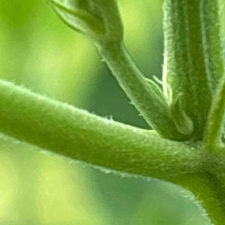 Seedstockers Fruit Cake Test