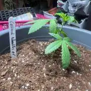 Cosmic Noodles Test Grow