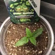 Eternity Grow Cup 2026