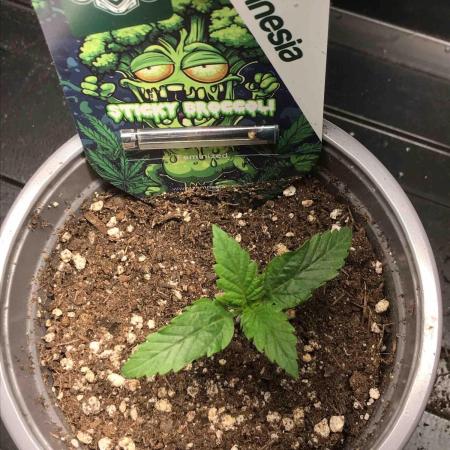 Eternity Grow Cup 2026