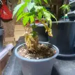 Growing Competition Orange Bud 2.0