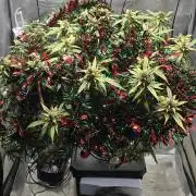 Papaya/Lemon Cherry Cookies