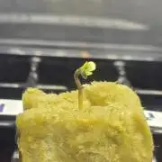 Apple Strudel FastBuds