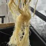 Papaya/Lemon Cherry Cookies