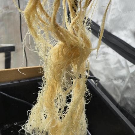Papaya/Lemon Cherry Cookies
