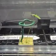 Apple Strudel Round 2