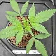 Apple Strudel Round 2