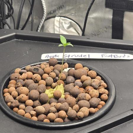 Apple Strudel FastBuds