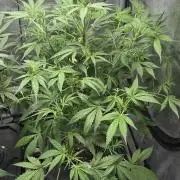 Apple Strudel Round 2