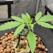 Apple Strudel Round 2