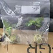 Apple Strudel FastBuds