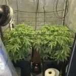 Papaya/Lemon Cherry Cookies