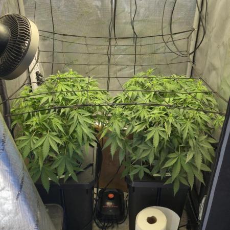 Papaya/Lemon Cherry Cookies