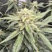 Papaya/Lemon Cherry Cookies