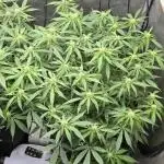 Papaya/Lemon Cherry Cookies