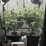 Papaya/Lemon Cherry Cookies