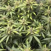 Papaya/Lemon Cherry Cookies