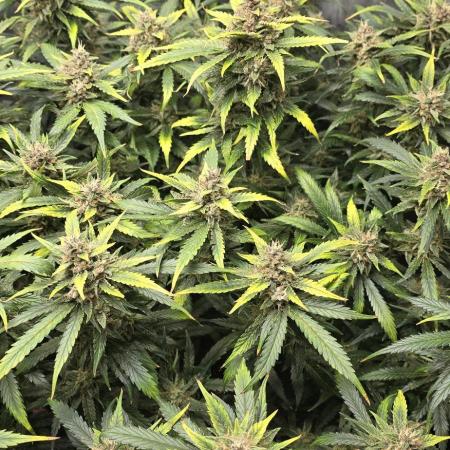 Papaya/Lemon Cherry Cookies