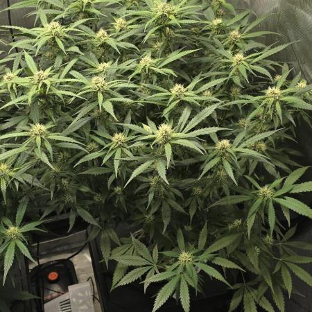 Papaya/Lemon Cherry Cookies