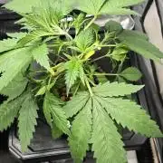 Apple Strudel Round 2