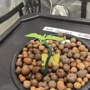 Apple Strudel FastBuds