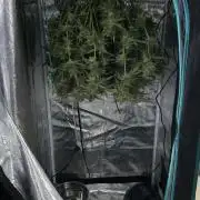 Papaya/Lemon Cherry Cookies