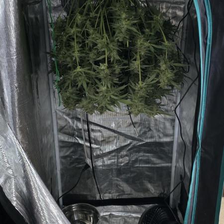 Papaya/Lemon Cherry Cookies