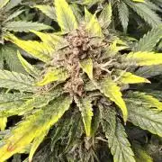 Papaya/Lemon Cherry Cookies